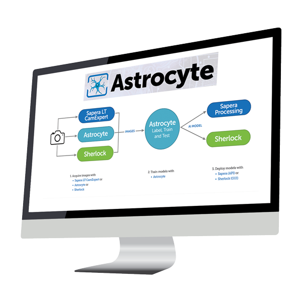 Astrocyte