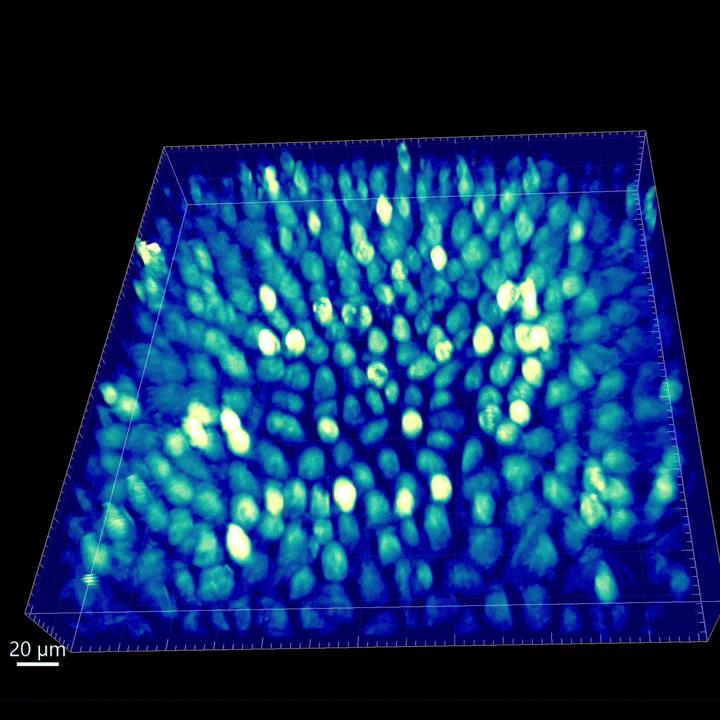 MDCK cell monolayer.gif